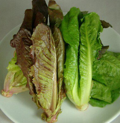 #ad 500Lettuce Seeds Red Romaine Romaine Lettuce Lactuca sativa Salad Green USA $1.98