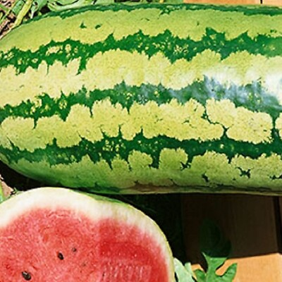 #ad Garrisonian Watermelon Seeds NON GMO Heirloom Fresh Garden Seeds $5.00