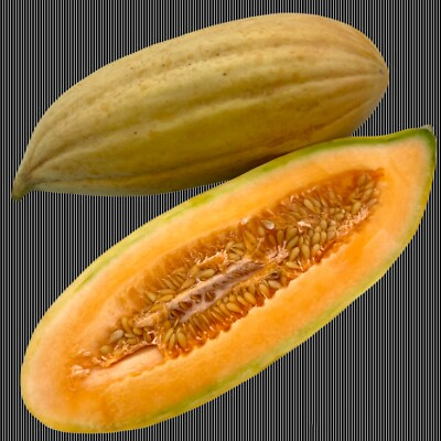 #ad 25 Banana Melon Seeds NON GMO Heirloom Fresh CANTALOUPE MUSKMELON $2.49