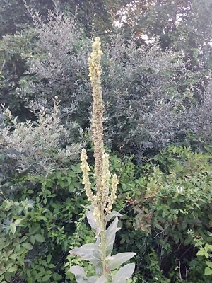 #ad #ad 150 Seeds Great Mullein Verbascum thapsus Heirloom Fresh from 2023 Harvest $2.79