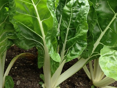 Fordhook Giant Swiss Chard Seeds NON GMO Salad Greens Heirloom FREE SHIPPING $25.99
