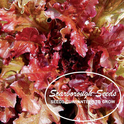 #ad SCARBOROUGH SEEDS Red Salad Bowl Lettuce 1000 Seeds Non GMO Fresh Garden Seeds $2.99
