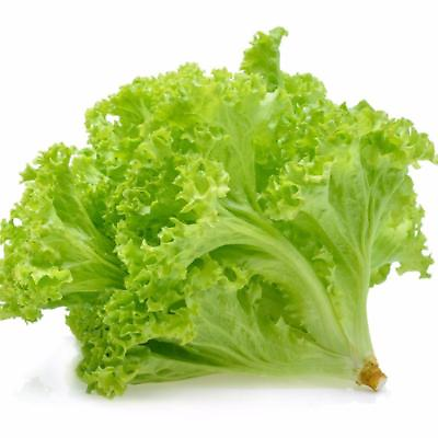 #ad Lettuce Tango for salad greens 250 SEEDS GroCo USA* BUY 10=FREE SHIPPING $0.99