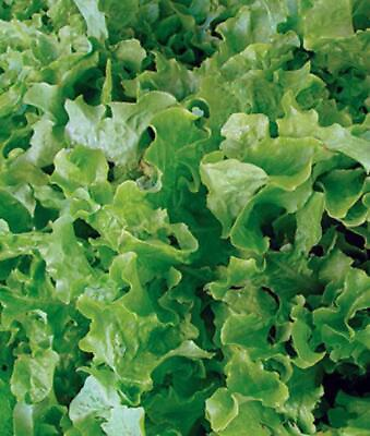 #ad #ad Lettuce Seeds Salad Bowl Leaf Lettuce NON GMO Seed Heirloom Seed 1000 Seeds $1.99