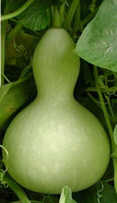 #ad Baby Bottle Gourd 20 Seeds $2.99