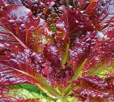 RED ROMAINE LETTUCE SEEDS 500 healthy GARDEN LEAFY greens SALAD FREE SHIPPING $2.00