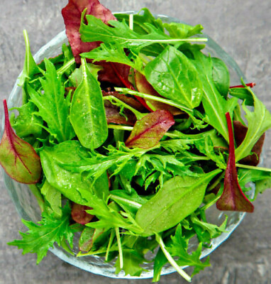#ad 1000 Gourmet Lettuce Blend Seeds Mixed Salad Bowl Lettuce Bulk $2.95
