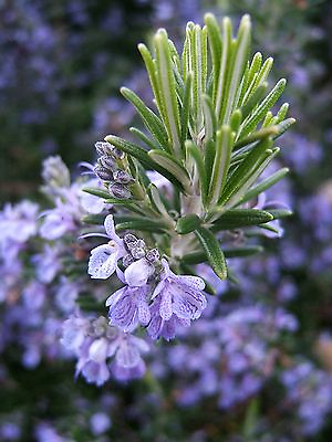 Rosemary Seeds NON GMO Heirloom Variety Sizes Anthos FREE SHIPPING $1.89