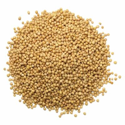 Food to Live Whole Yellow Mustard Seeds Non GMO Verified Raw $9.49
