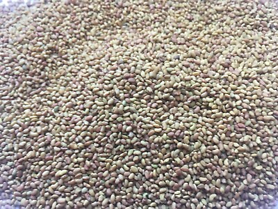 25000 Microgreens alfalfa seeds salad sprouts micro green Organic Non GMO $7.99