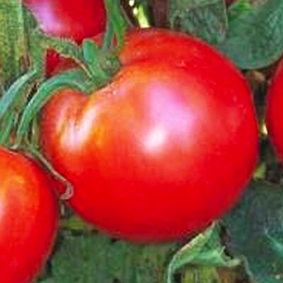 #ad Bradley Tomato Seeds NON GMO Heirloom Fresh Vegetable Seeds $20.00