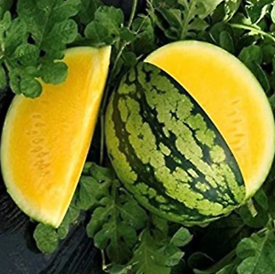 #ad #ad 10 Yellow Gem Watermelon Seeds Non GMO True Yellow Very Sweet RARE $2.88