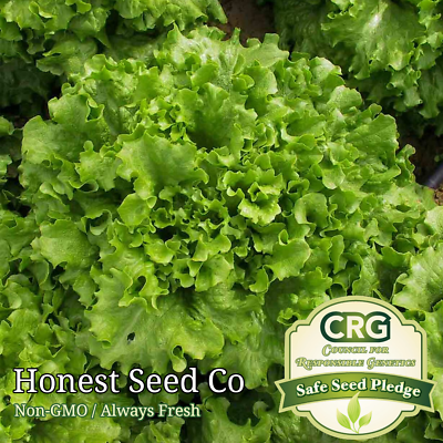 2000 Salad Bowl Lettuce Seeds Non GMO Vegetable Garden Seeds from USA $2.98