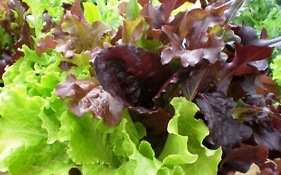 #ad #ad Gourmet Salad Blend Lettuce Seeds 600 Vegetable Garden NON GMO US FREE SHIPPING $2.14