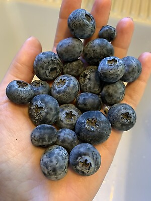 #ad #ad 50 🫐 Blueberry Seeds Homegrown Edible Bush Garden Vine Fruit Organic USA Berry $2.99