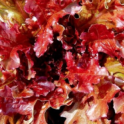 #ad Red Salad Bowl Lettuce Seeds NON GMO Heirloom Fresh Garden Seeds $160.00