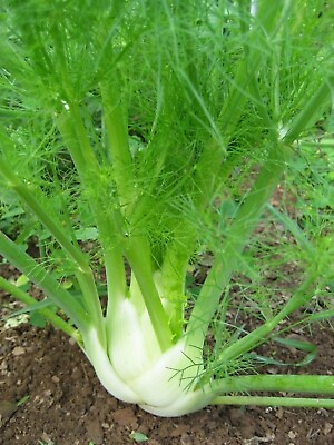 #ad Florence Fennel Seeds 250 Vegetable Salad Garden NON GMO USA FREE SHIPPING $2.35