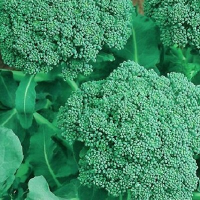 #ad #ad Broccoli Seeds NON GMO Heirloom Fresh Garden Seeds $4.00