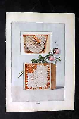 #ad Artemas Ward 1923 Antique Food Print. Honey Bees amp; Hives GBP 30.00