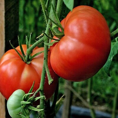 #ad #ad 120 Seeds Burpee#x27;s Big Boy Tomato Seeds Hybrid Organic NON GMO FRESH $2.88