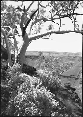 Western Australia White bark gumtree and wild flowers Wittenoom Go Old Photo AU $9.00