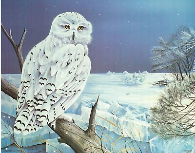 #ad New 8 x 10 Unframed Wall Art Print by artist Richard A Snowy Owl Artic Snow $8.98