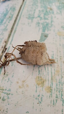 #ad 1 CHINESE PRAYING MANTIS EGG CASE OOTHECA NATURAL PEST CONTROL Just Picked $14.99