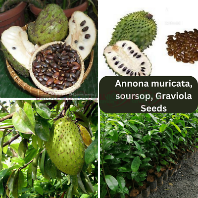 #ad Soursop 300 Seeds Annona muricata Guanabana Graviola Fruit Seeds ceylon $29.86