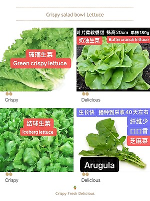 #ad #ad 4 kinds Crispy salad bowl Lettuce seeds 300seeds each. 4种脆嫩沙拉生菜种子合集 每种300多粒种子. $4.99