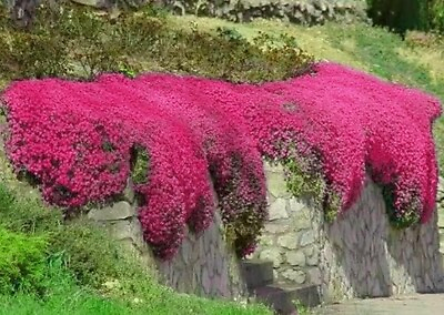 #ad 1000 Red Creeping Thyme Seeds Groundcover Non GMO FRESH $4.98