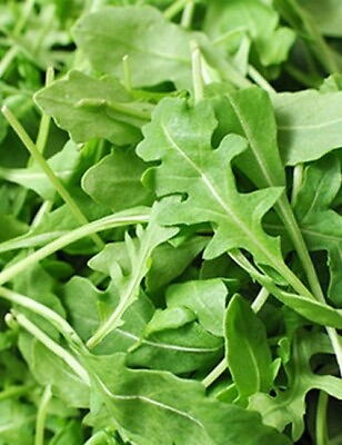 #ad #ad 500 Organic Roquette Arugula Seeds Salad Rocket Garden Rocket Salad green USA $2.39