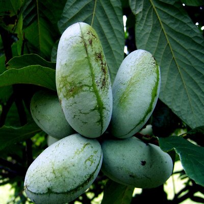 #ad #ad STRATIFIED PAW PAW FRUIT TREE SEEDS Asimina Triloba INDIAN BANANA Hardy Plant $6.95