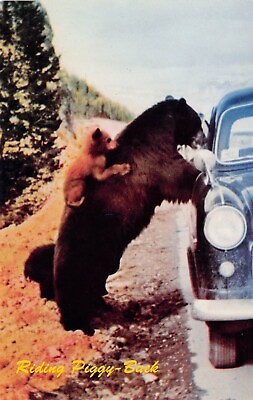 #ad Banff Canada Brown Bear Mama Cub Begging Tourists Food Car Vtg Postcard A55 $7.15