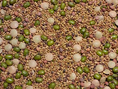 Salad Sprouting Microgreens 5 Seed Mix Alfalfa Broccoli Lentil Mung Radish b $5.09