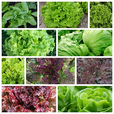 Leaf Lettuce Seeds Collection NON GMO 10 Varieties to Choose From FREE SHIP $1.79