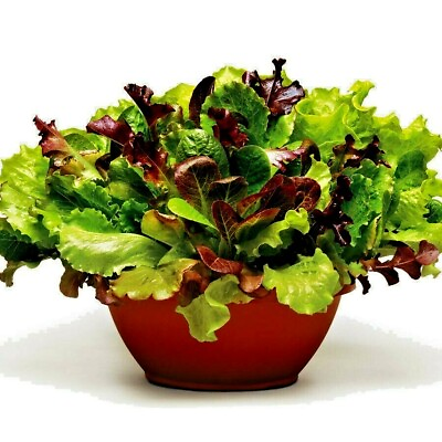 601GOURMET SALAD MIX Seeds Leaf Lettuce Blend Organic Garden Containers Easy $3.00