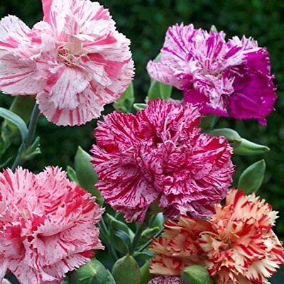 Double Picotee Mix Carnation Seeds Non GMO Free Shipping Seed Store 1251 $41.89