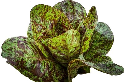 #ad #ad lettuce ROMAINE FRECKLES salad greens 195 seeds GroCo buy US USA $0.99