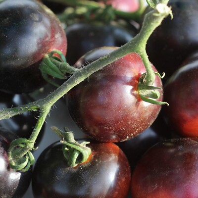 #ad #ad Black Opal Cherry Tomato Seeds Heirloom Red Tomato Salad Tomato $3.99
