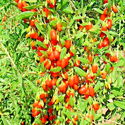 500 GOJI BERRY SEEDS SPRING PERENNIAL NON GMO CHINESE WOLFBERRY HARDY FRUIT USA $3.49