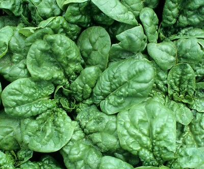 SPINACH SEEDS BLOOMSDALE 100 vegetable garden LEAFY greens SALAD FREE SHIPPING $2.00