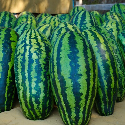 #ad Giant Jubilee Watermelon Seeds Heirloom amp; Non GMO Fresh Fruit Garden Seeds $24.00