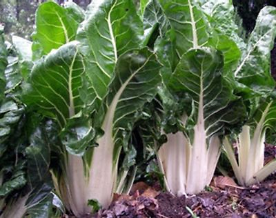 Lucullus Swiss Chard Seeds NON GMO Salad Greens Goosefoot FREE SHIPPING $8.49