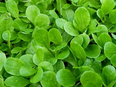 #ad 100 seeds Dutch Corn Salad Lambs lettuce Mache salad Fresh Sharp Flavor Heirloom $1.69
