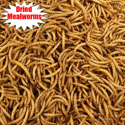 Wholesale Bulk Dried Mealworms for Wild Birds Food Blue Bird Chickens Hen Treats $199.98