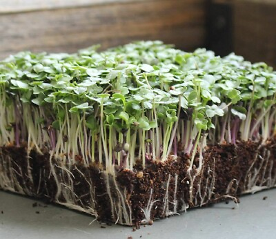 Basic Salad Mix MICROGREEN Seeds Heirloom Non GMO Seeds for Sprouting $200.00
