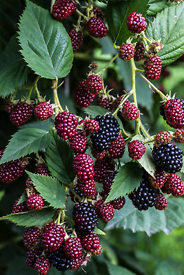 #ad 50 BLACKBERRY SEEDS Rubus ursinus Thornless Bush SWEET FRUIT VINE USA Seller $2.95
