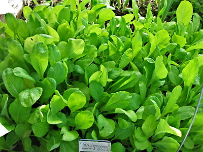 mustard spinach TENDERGREEN salad greens 940 seeds GroCo buy US USA $0.99