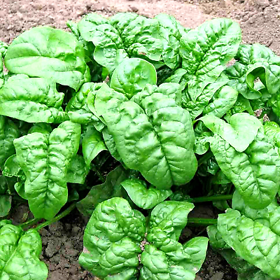 #ad #ad 300 SPINACH BLOOMSDALE SEEDS SPRING GIANT GARDEN VEGETABLE SALAD HEIRLOOM USA $2.99