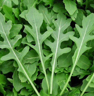 #ad ROCKET ARUGULA Microgreens Garden Herb Salad COOL SEASON Spicy Non GMO 500 Seeds $3.98